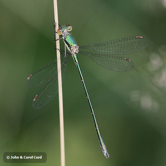 IMG_1647 Lestes virens vestalis.JPG